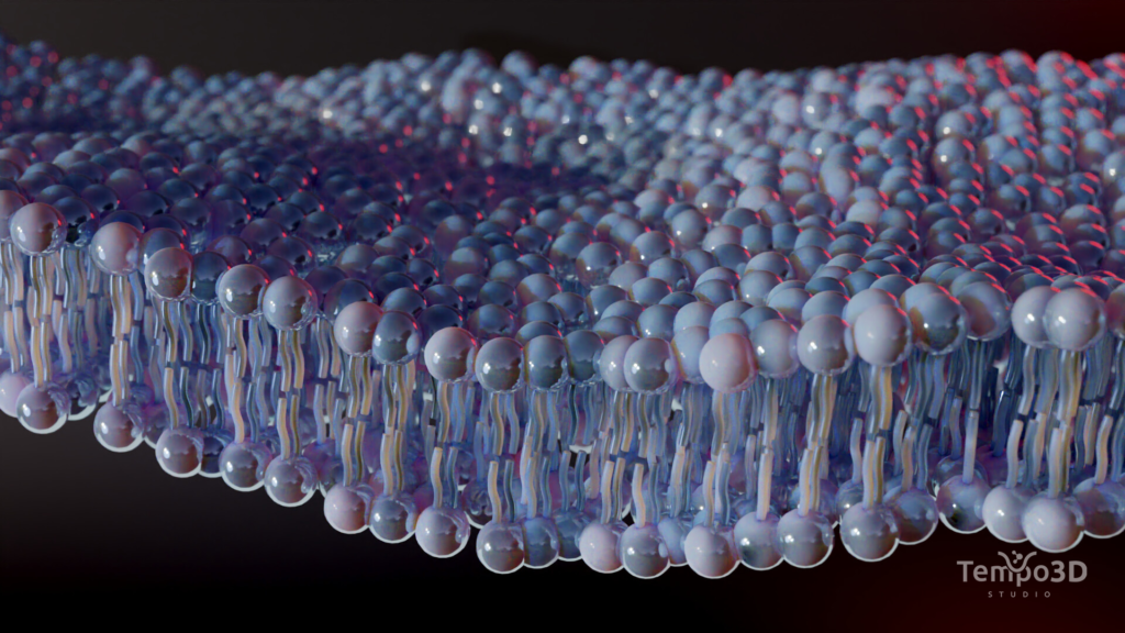 Representação 3D de uma bicamada lipídica estilizada em azul