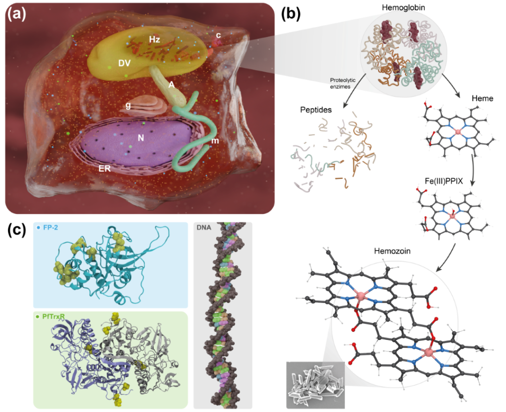 Figura representando o parasita da malária na fase trofozoíto (trophozoite) e a proteólise da hemoglobina e formação do cristal de hemozoin